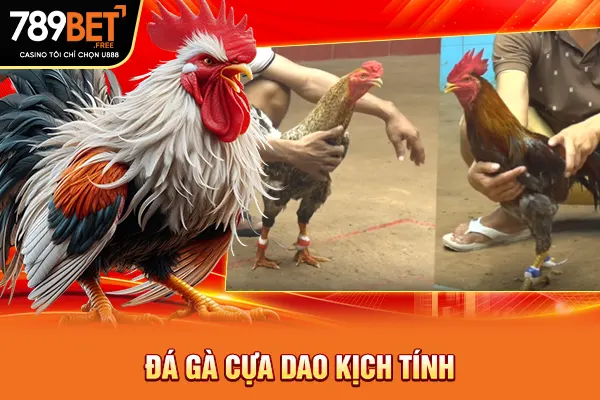 Đá gà cựa dao kịch tính