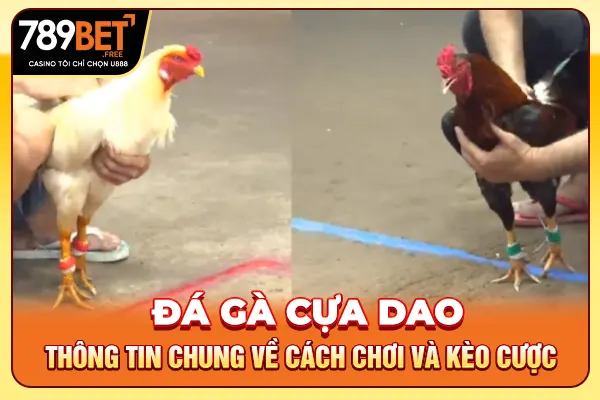 Đá Gà Cựa Dao - Thông Tin Chung Về Cách Chơi Và Kèo Cược