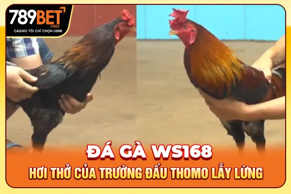 Đá Gà WS168 - Hơi Thở Của Trường Đấu Thomo Lẫy Lừng