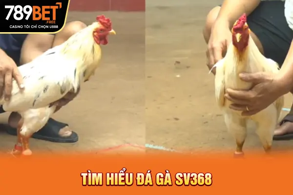 Tìm hiểu đá gà SV368