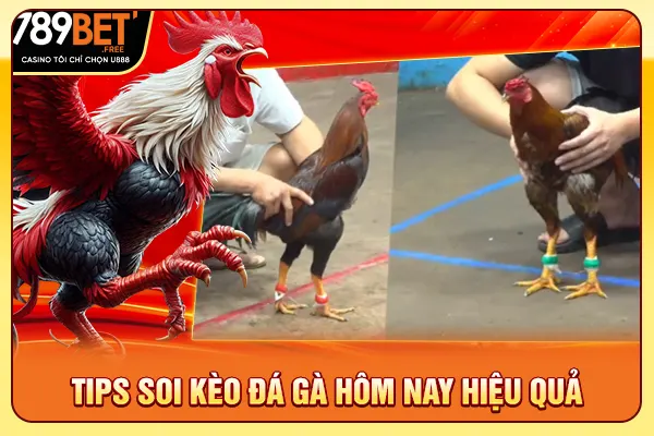 Tips soi kèo đá gà hôm nay hiệu quả