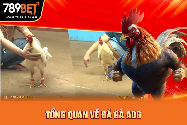 Tổng quan về đá gà AOG