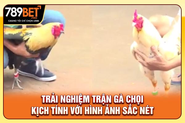 Trải nghiệm trận gà chọi kịch tính với hình ảnh sắc nét